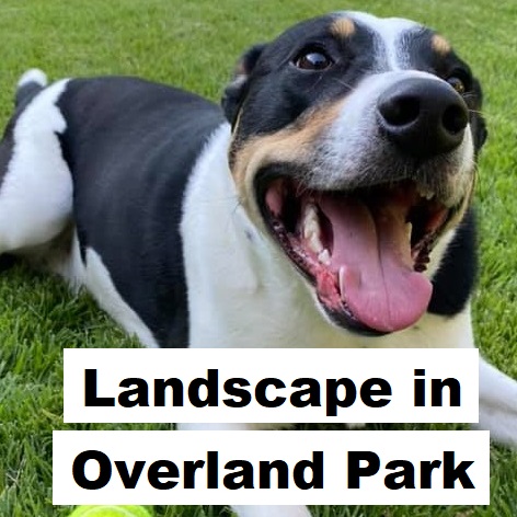 Landscape in Overland Park