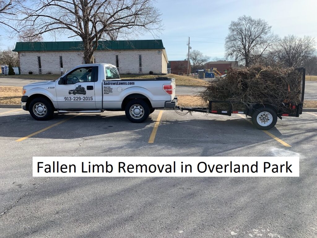 Fallen Limb Removal